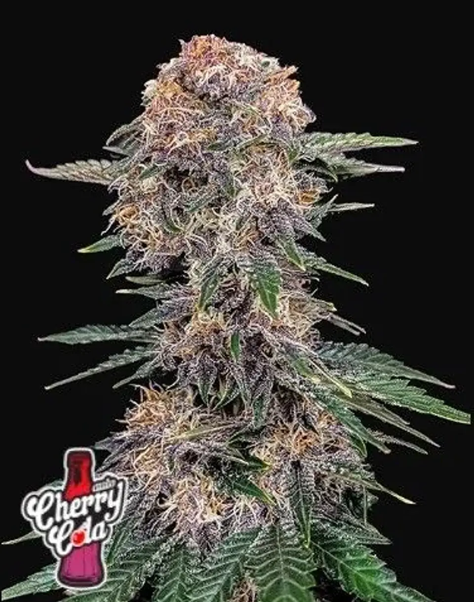 Chery Cola Auto X1-Fast Buds 1