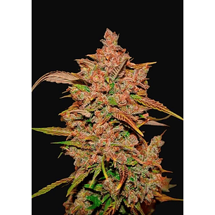 CRYSTAL METH AUTO X1-FAST BUDS