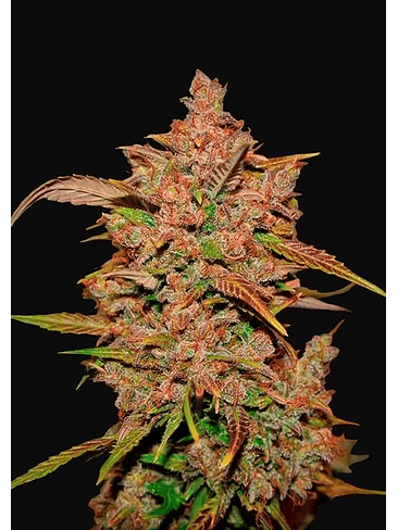 CRYSTAL METH AUTO X1-FAST BUDS 1