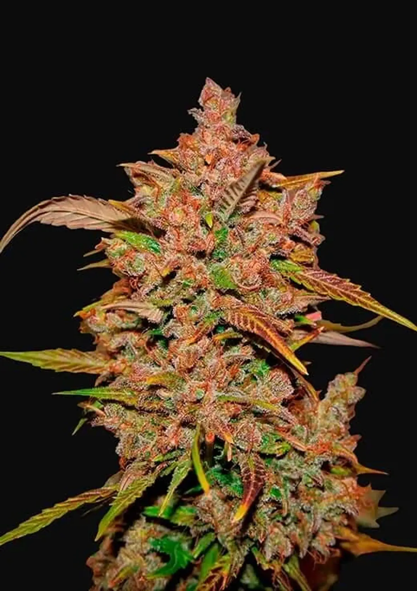 Crystal Meth Auto -Fast Buds (X3/X1) 1
