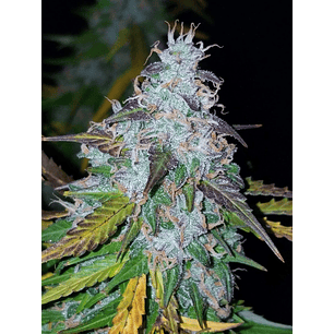 CALIFORNIAN SNOW AUTO X1-FAST BUDS