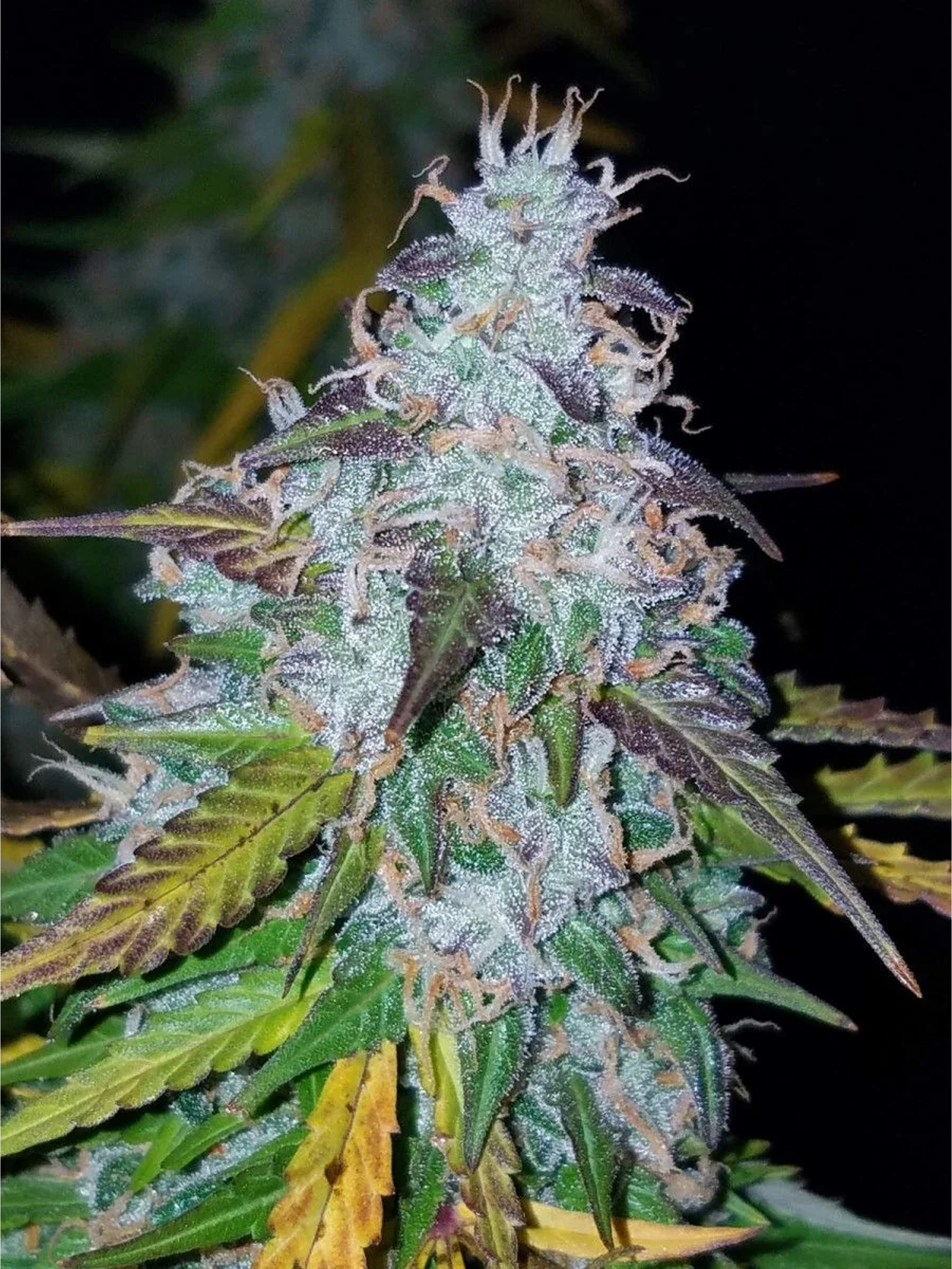 Californian Snow Auto -Fast Buds (X3/X1) 1