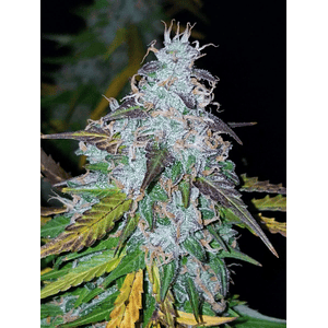 Californian Snow Auto X3-Fast Buds