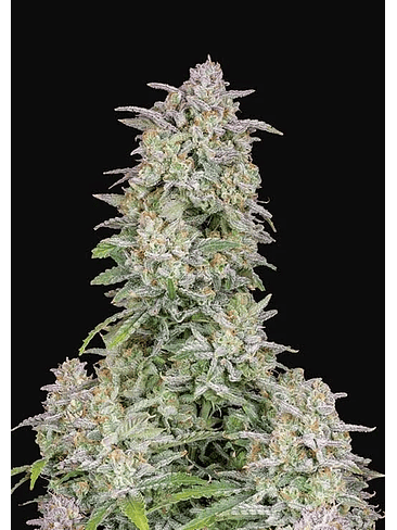 FORBIDDEN RUNTZ AUTO X1-FAST BUDS 1