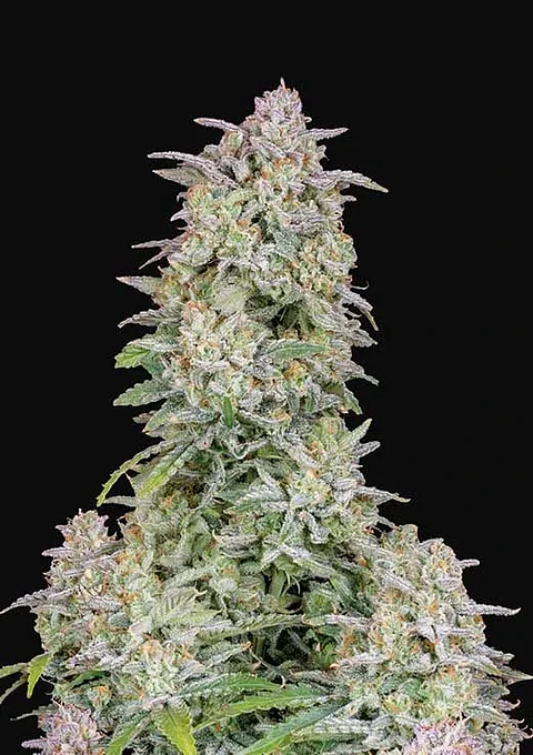 Forbidden Runtz Auto -Fast Buds (X3/X1)