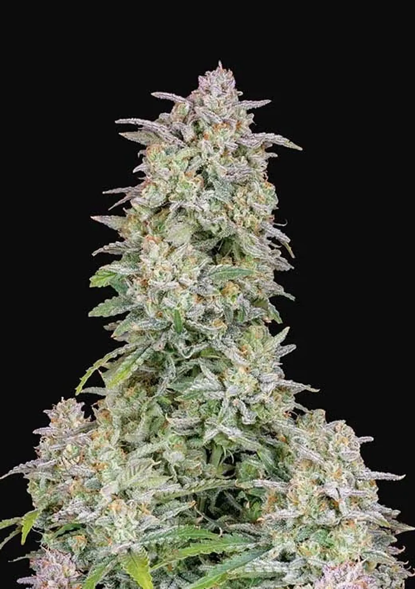 Forbidden Runtz Auto -Fast Buds (X3/X1) 1