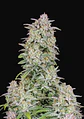 Forbidden Runtz Auto -Fast Buds (X3/X1) - Miniatura 1