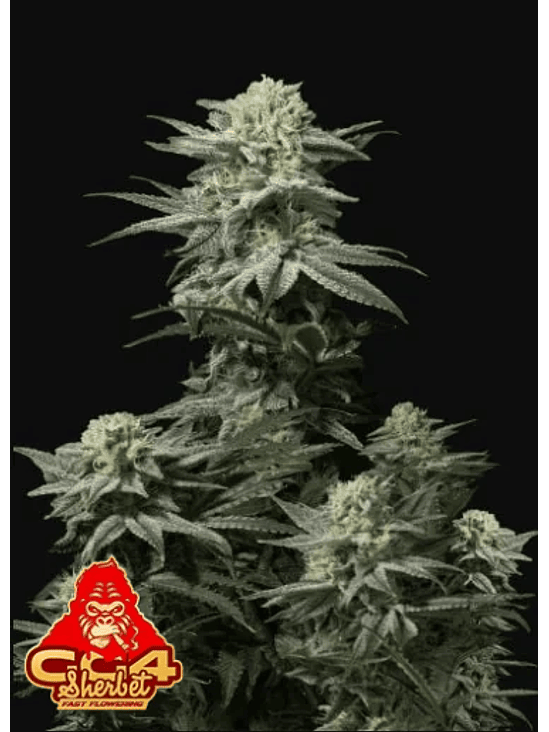 GG4 SHERBET FF 3+2 -FAST BUDS 1