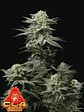 Gg4 Sherbet Ff 3+2 -Fast Buds - Miniatura 1