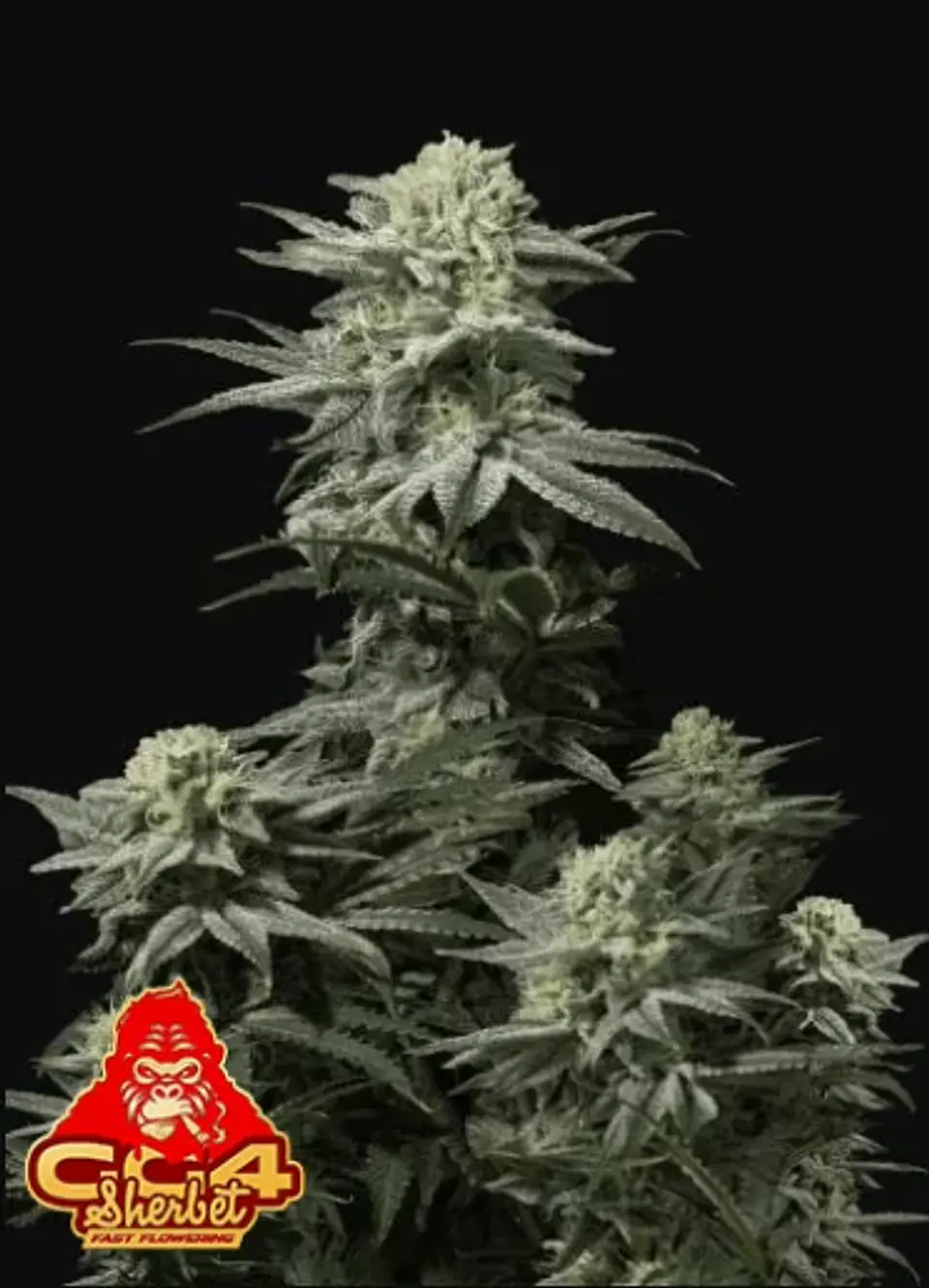 Gg4 Sherbet Ff  -Fast Buds (X1/X3+2/X5+3) 1