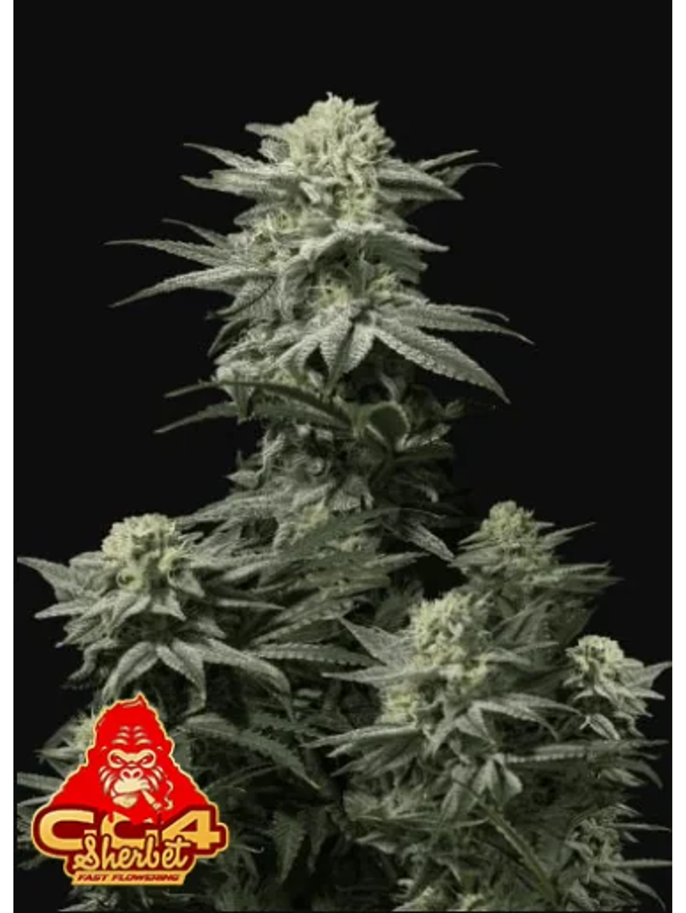 Gg4 Sherbet Ff 5+3-Fast Buds 1