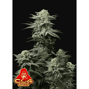 Gg4 Sherbet Ff X1 -Fast Buds