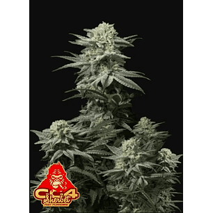 GG4 SHERBET FF X1 -FAST BUDS