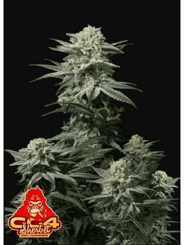 GG4 SHERBET FF X1 -FAST BUDS 1