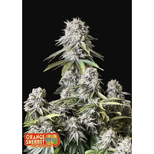ORANGE SHERBET FF 3+2-FAST BUDS