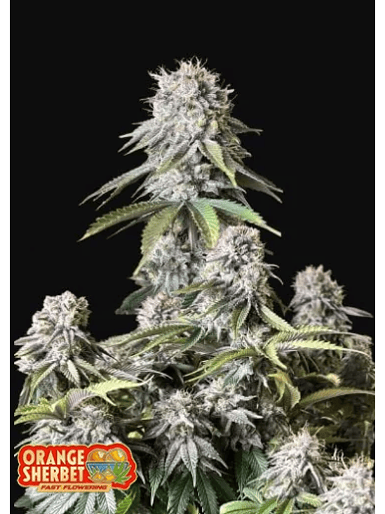 ORANGE SHERBET FF 3+2-FAST BUDS 1