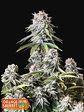 Orange Sherbet Ff 3+2-Fast Buds - Miniatura 1
