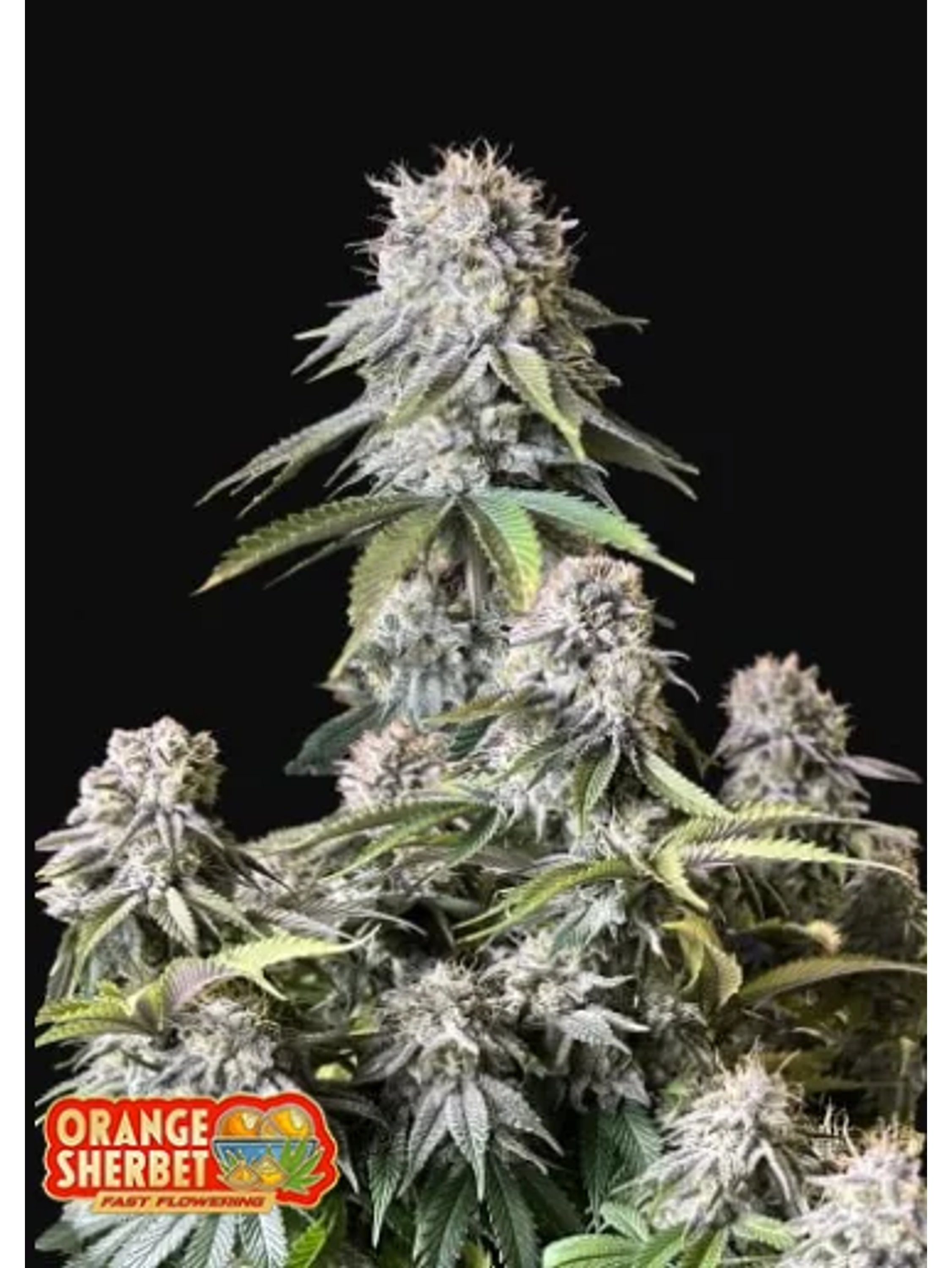 Orange Sherbet Ff 5+3 -Fast Buds 1