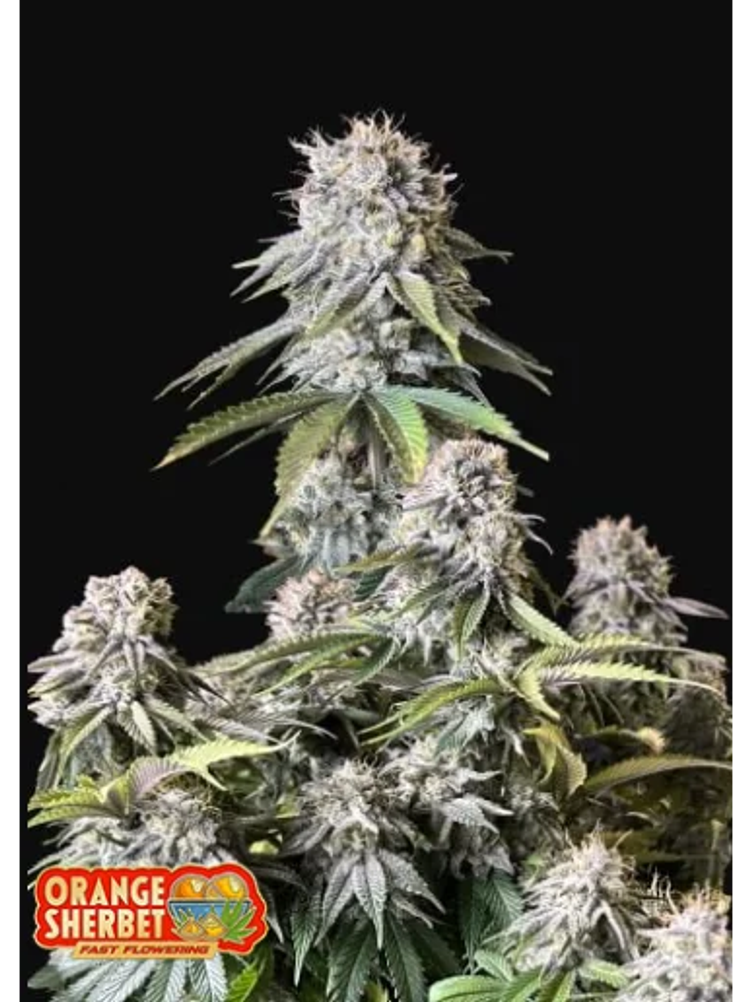 Orange Sherbet Ff X1 -Fast Buds 1