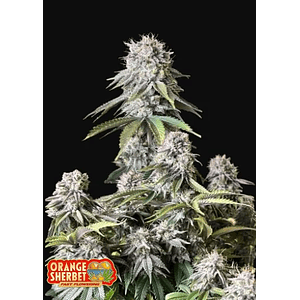 Orange Sherbet Ff X1 -Fast Buds