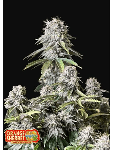 ORANGE SHERBET FF X1 -FAST BUDS 1