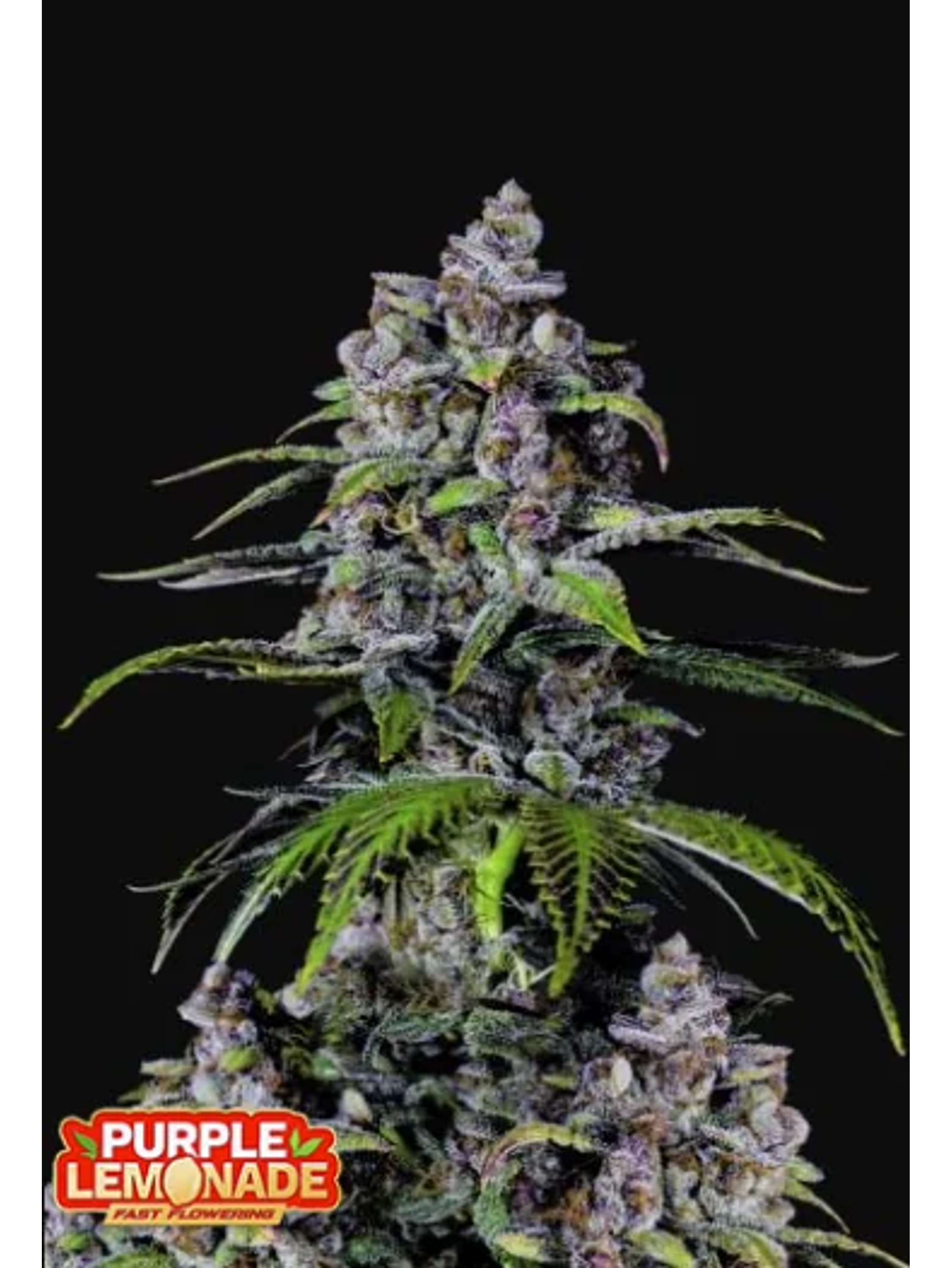 Purple Lemonade Ff 3+2-Fast Buds 1