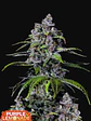 Purple Lemonade Ff 3+2-Fast Buds - Miniatura 1