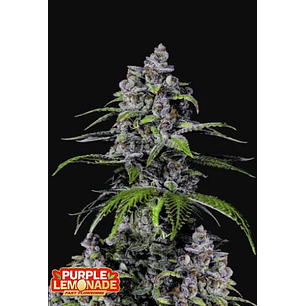 PURPLE LEMONADE FF 5+3 -FAST BUDS