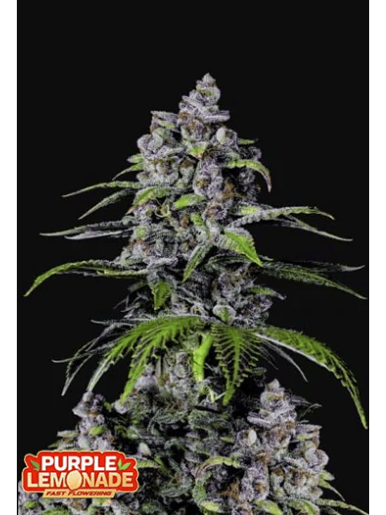 PURPLE LEMONADE FF 5+3 -FAST BUDS 1