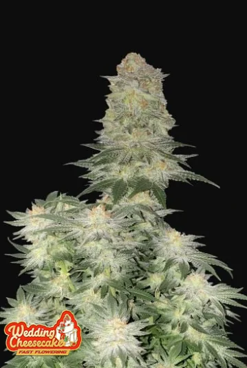 Wedding Cheesecake Ff 5+3 -Fast Buds 1