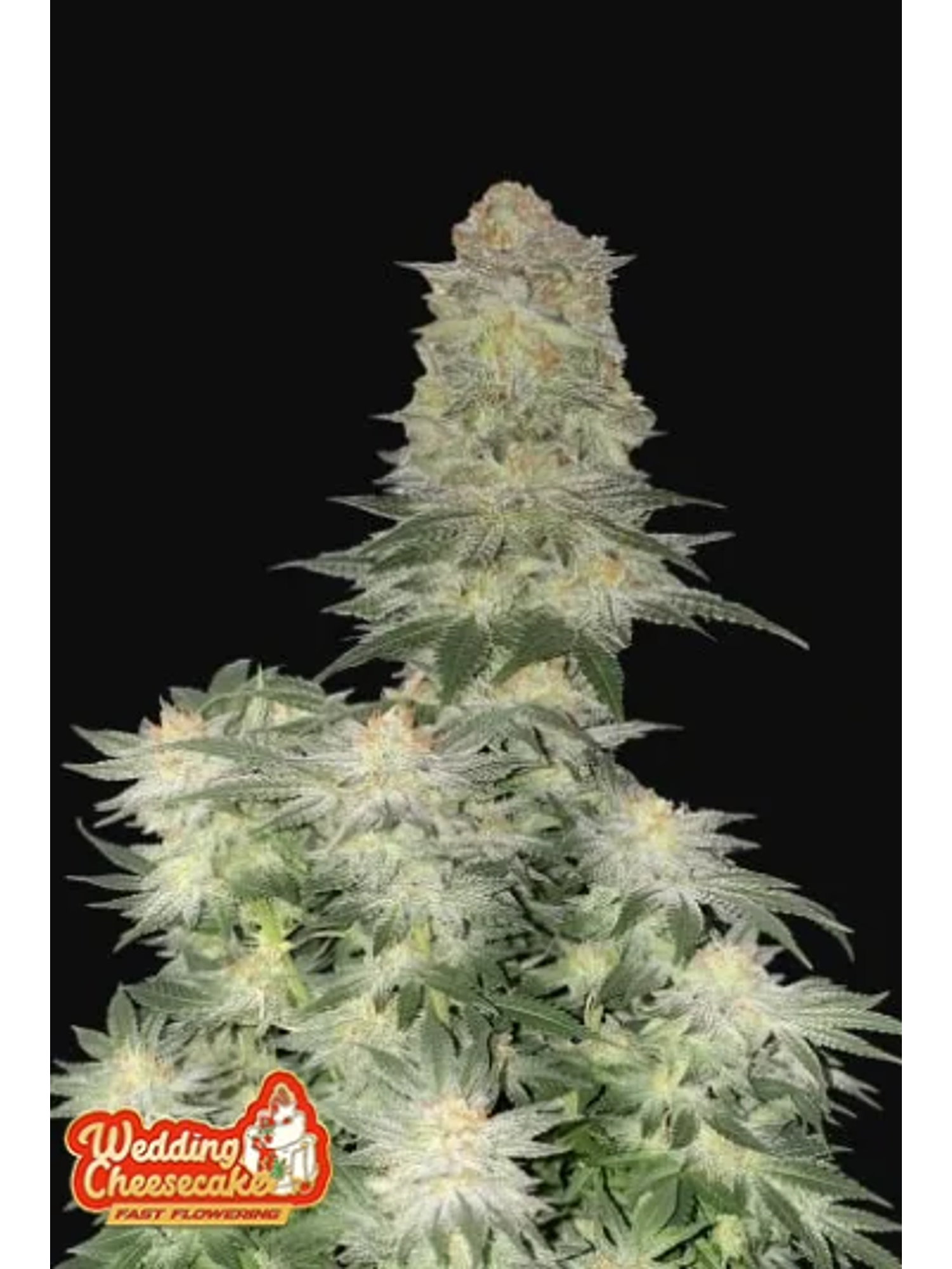 Wedding Cheesecake Ff 5+3 -Fast Buds 1