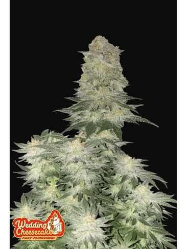 WEDDING CHEESECAKE FF 5+3 -FAST BUDS 1