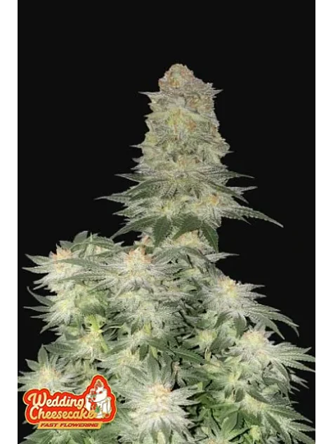 Wedding Cheesecake Ff 5+3 -Fast Buds 1