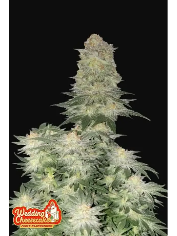 Wedding Cheesecake Ff 5+3 -Fast Buds 1