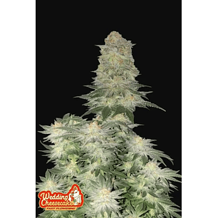 WEDDING CHEESECAKE FF X1-FAST BUDS