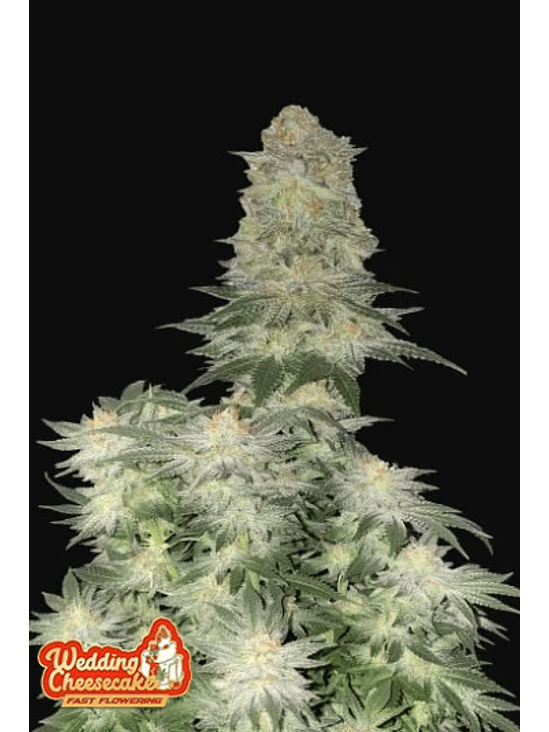 WEDDING CHEESECAKE FF X1-FAST BUDS 1