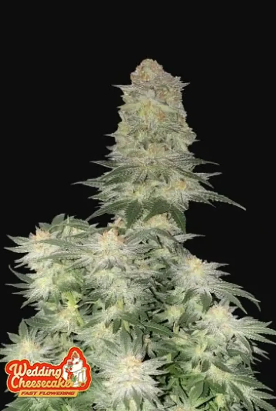 Wedding Cheesecake Ff ( X1/ X5+3)-Fast Buds 1