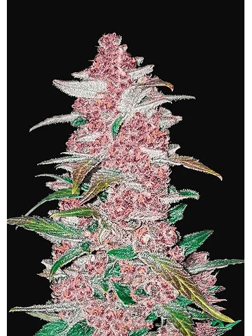 FASTBERRY AUTO X1-FAST BUDS 1