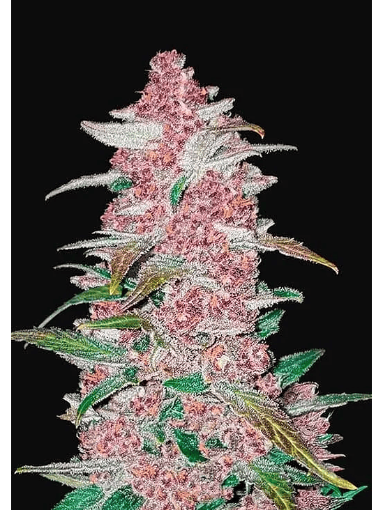 FASTBERRY AUTO X1-FAST BUDS 1