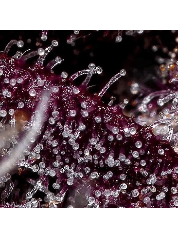 FASTBERRY AUTO X1-FAST BUDS 2