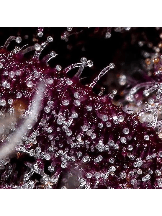 FASTBERRY AUTO X1-FAST BUDS 2