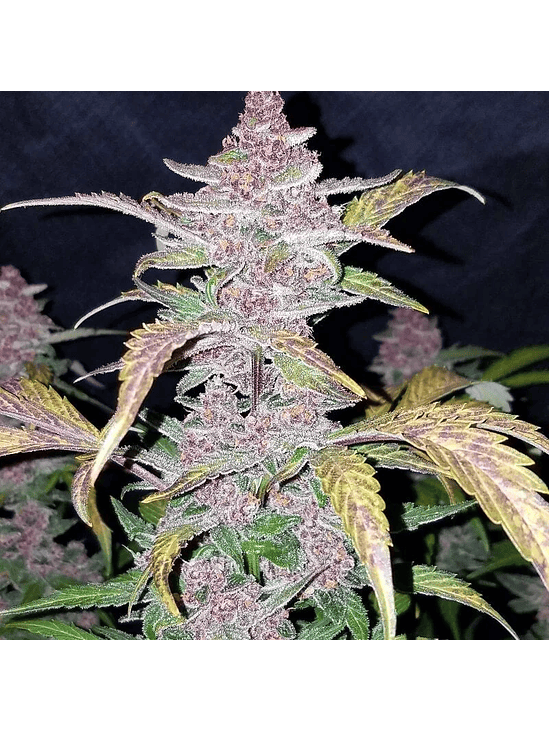 FASTBERRY AUTO X1-FAST BUDS 3