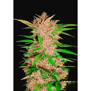 FASTBERRY AUTO X3-FAST BUDS