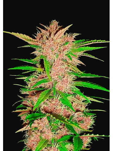 FASTBERRY AUTO X3-FAST BUDS 1