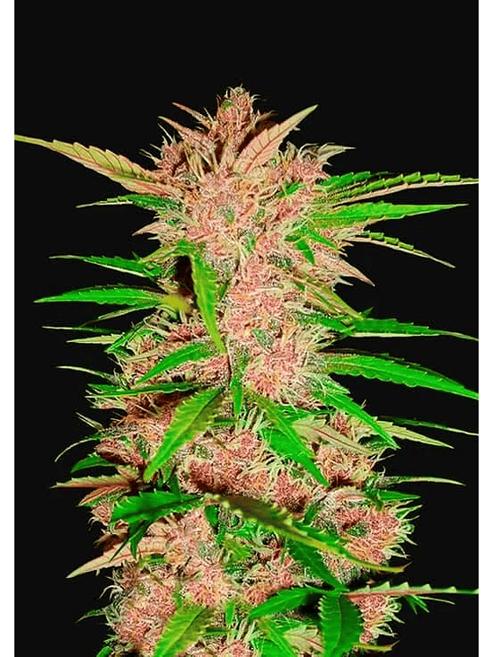 FASTBERRY AUTO X3-FAST BUDS 1