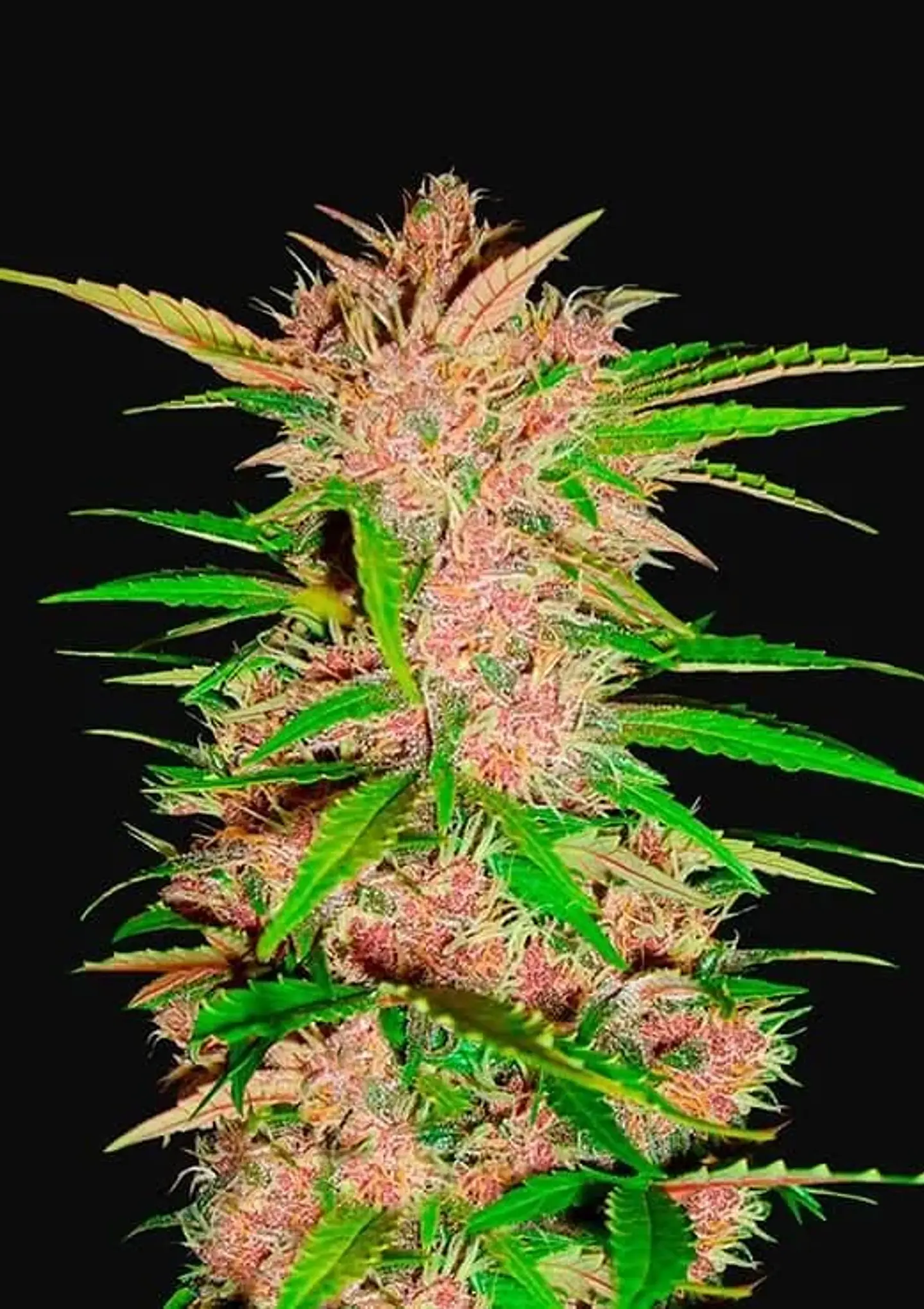 Fastberry Auto -Fast Buds (X3/X1) 1