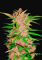 Fastberry Auto -Fast Buds (X3/X1) - Miniatura 1