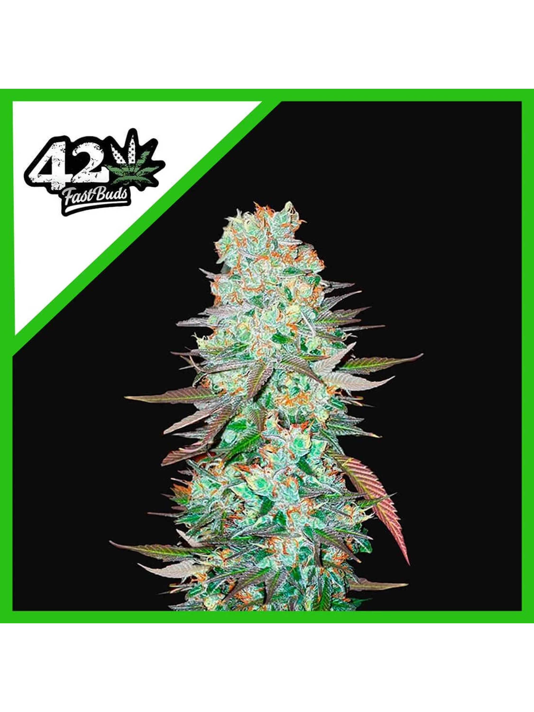 G14 Auto -Fast Buds (X3/X1) 1