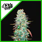 G14 Auto -Fast Buds (X3/X1) - Miniatura 1