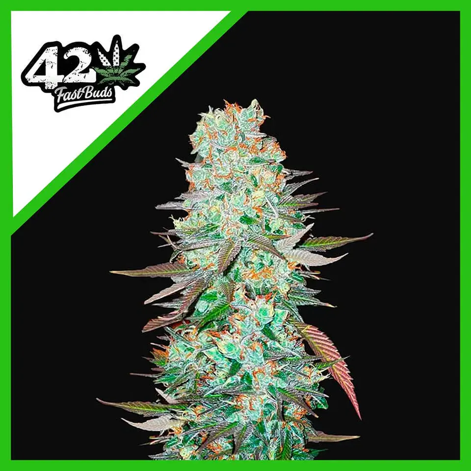G14 Auto -Fast Buds (X3/X1) 1
